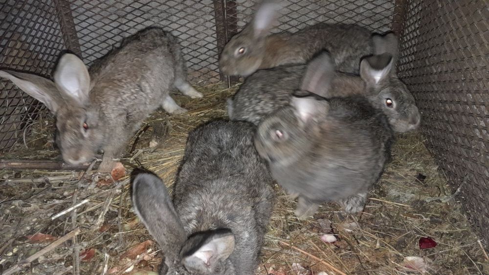 Продам кроликов 9 штук