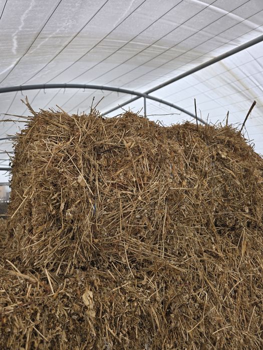 Vând baloti de lucernă