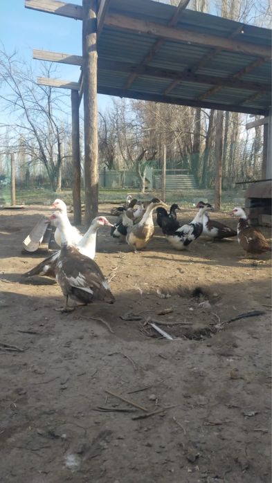 Продам утки срочно