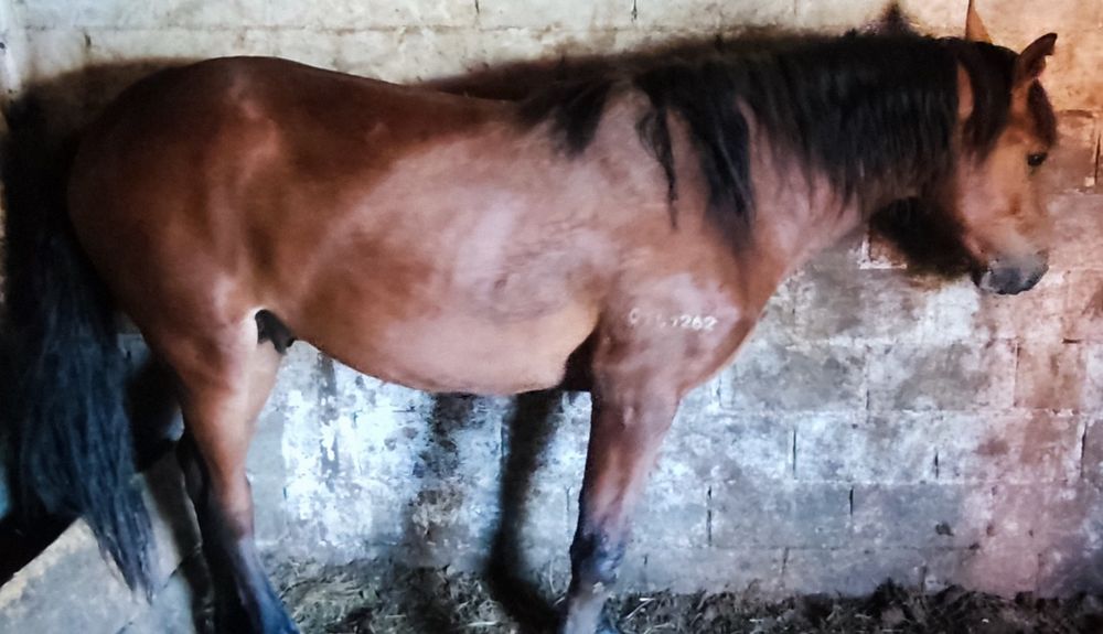 Продам лошадей с откорма, 3 летка и 2 летка