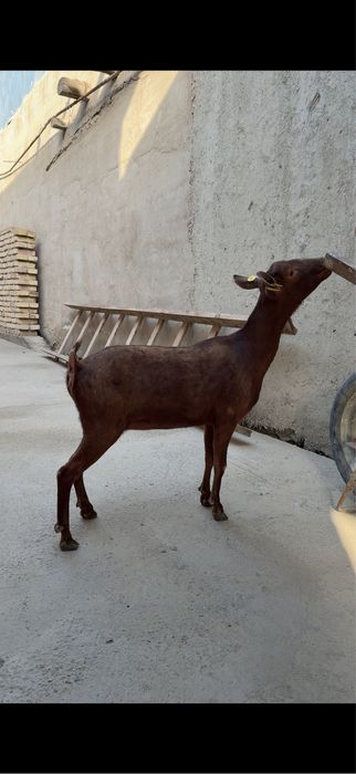 Мурсиана-Гранадина сотилади сут йуналиш