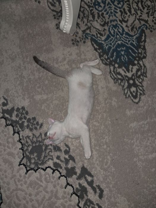 Отдам котёнка, 3 месяца, мальчик. К лотку приучен.