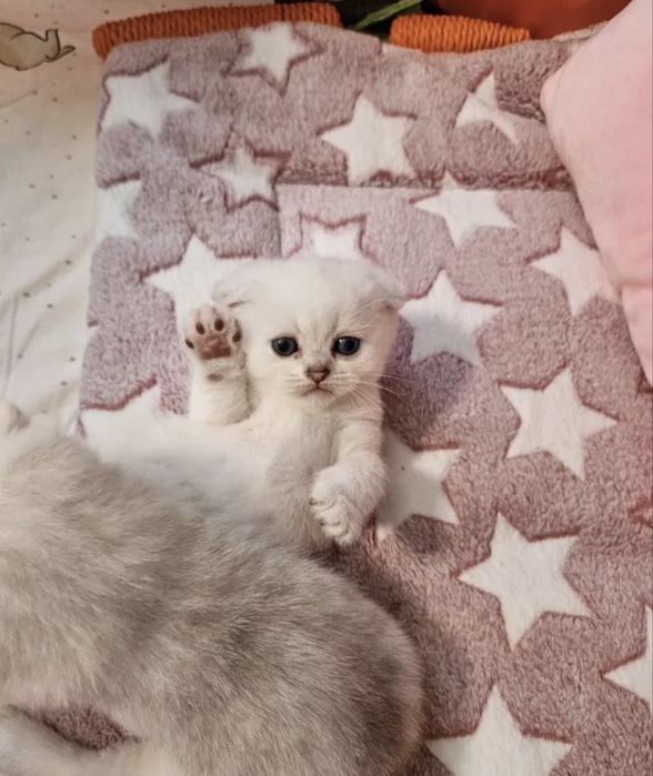 Шотланский вислоухий котенок
