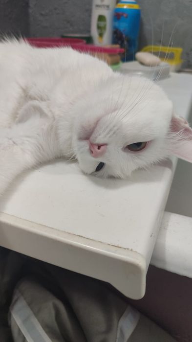 Отдам в добрые руки