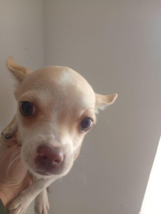 Малко сладко кученце много игриво