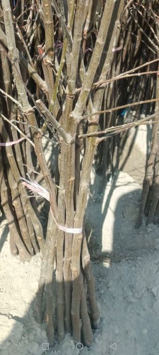 Мевали кучатлар бор