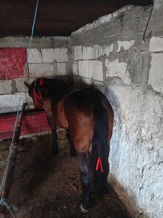 Iapa trăpașă de garanție