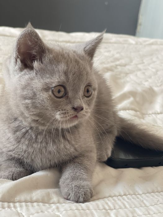 Британские и скотиш фолд котята