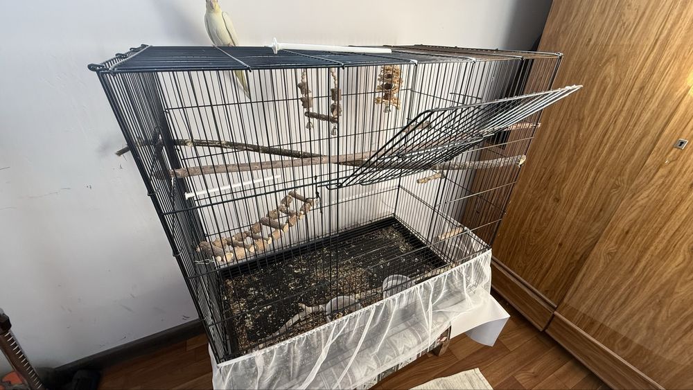 Попугай корелла