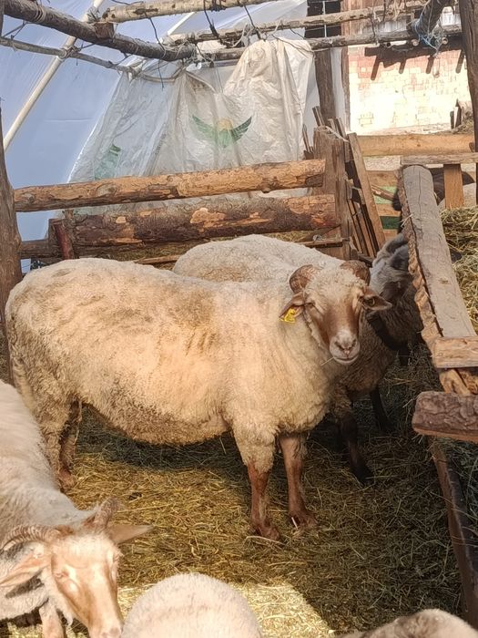 Vând  Berbec roșu în varstă de 3 ani