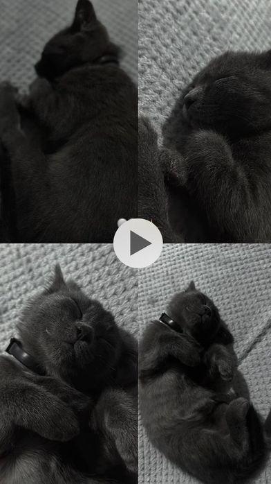 ПРОПАЛА кошка вознаграждение