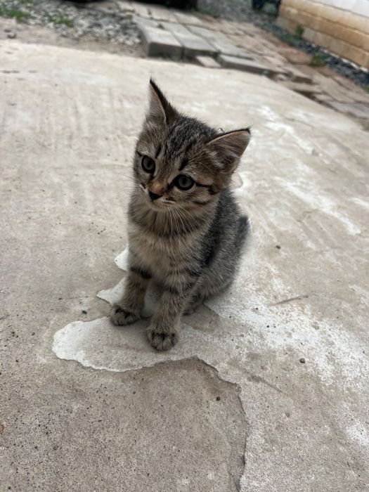 Котята бесплатно