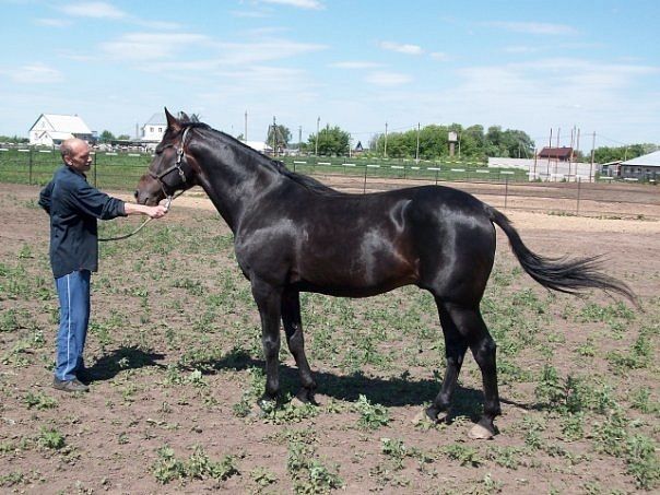 Иноходец Американец Жорға