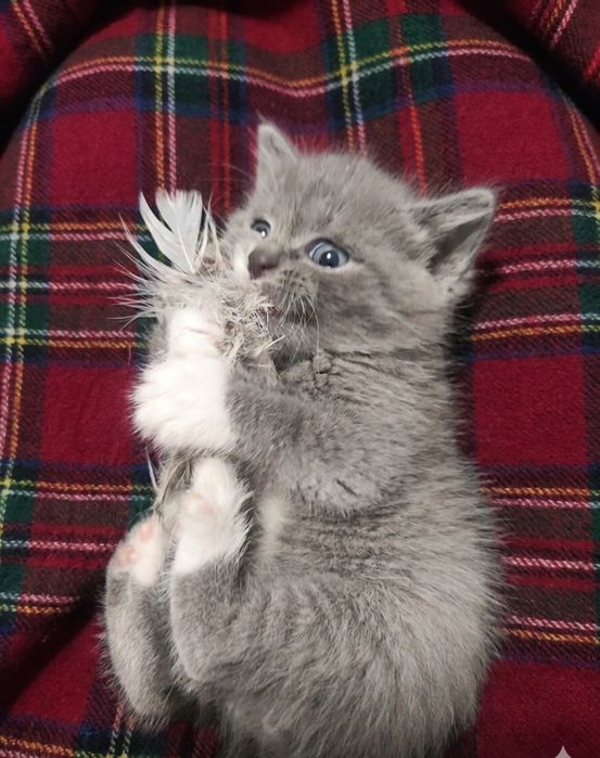 Котёнок в заботливые руки