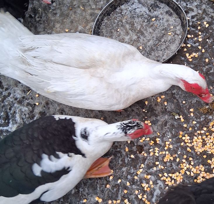 Rate și gainuse americane