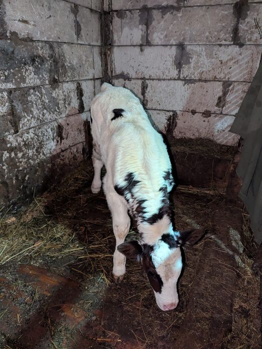 Vând vițea albastru belgian