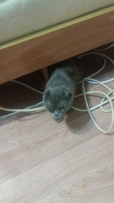 Вислоухие котята