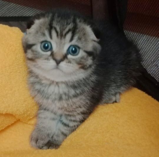 ШоТлаНдские КотЯта - КоТикИ