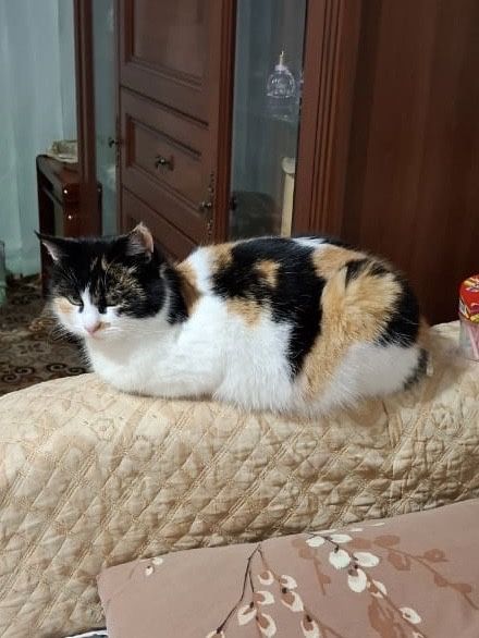 Отдам кошку в хорошие руки