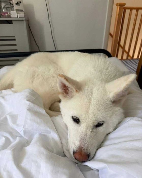9 Luni Caine Japanese Akita