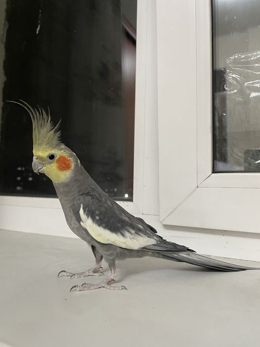 Корелла, самец продам