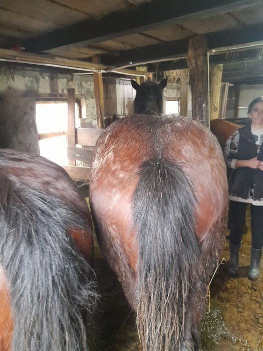 Mânza  si mânz de vânzare