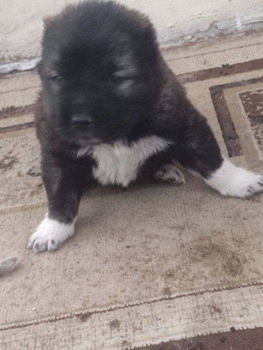 Кавказская овчарка продаётся щенки