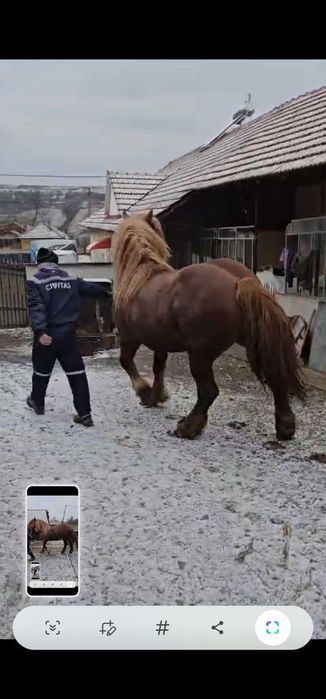 Cal semigreu-armasar