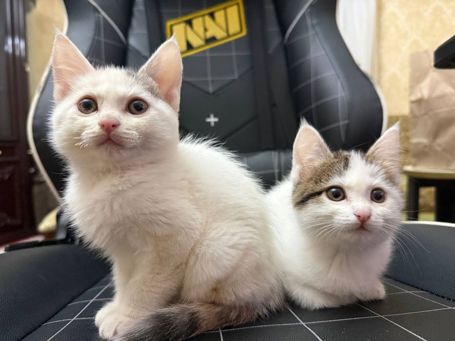 Котята, смесь турецкая ангора, две девочки