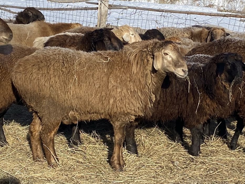 Продаютса кошкары арашан