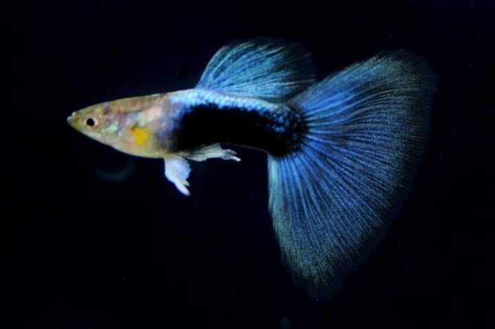 гуппи синий цвет Блю дрим