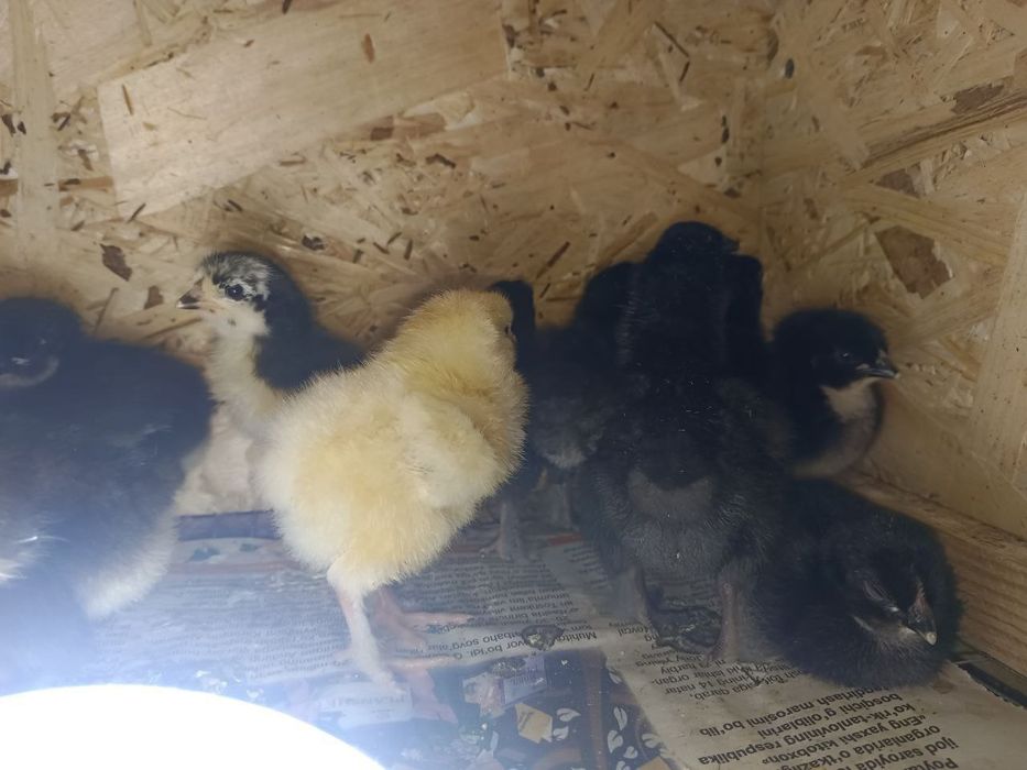 Жожаларга заказ оламиз
Цеплята на заказ