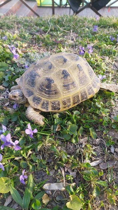 Продаются большие сухопутные черепахи