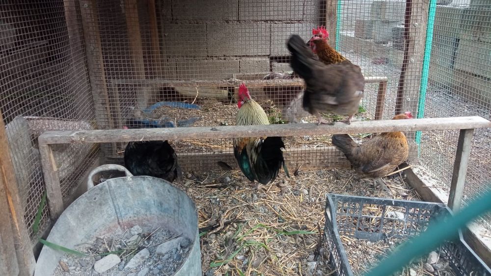 Продам карликовых курей