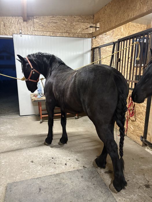 Manza  Metis Frizian 2,5 ani