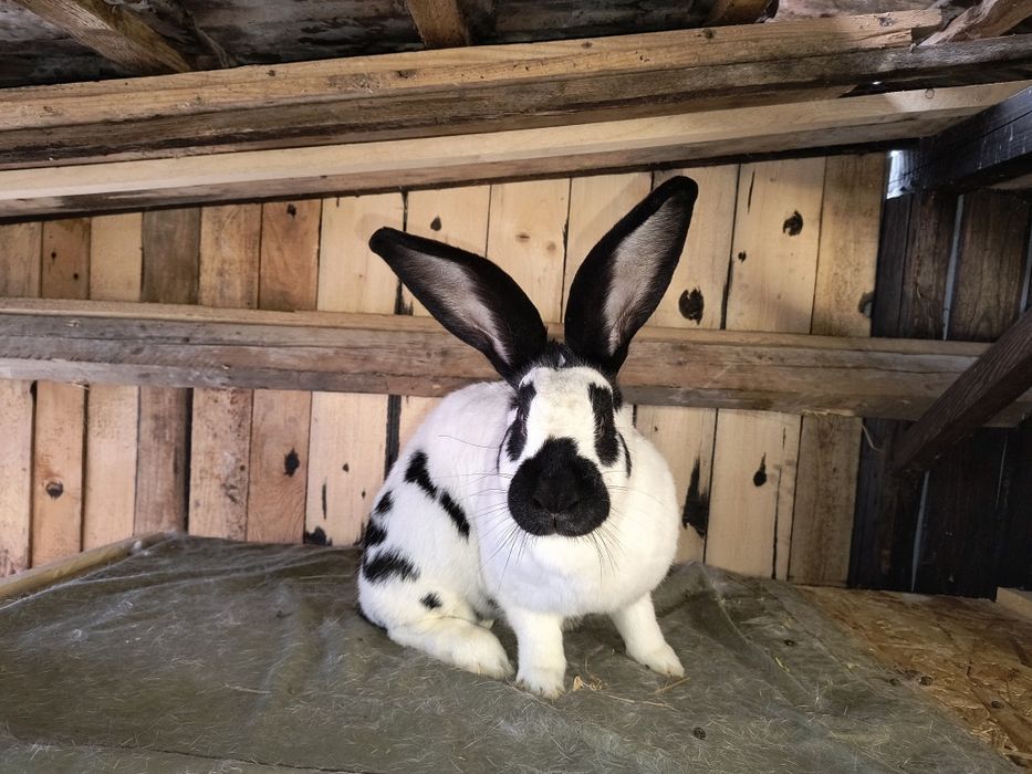 Femela Fluture German Pestriț Alb Negru si pui janeti si alb negru