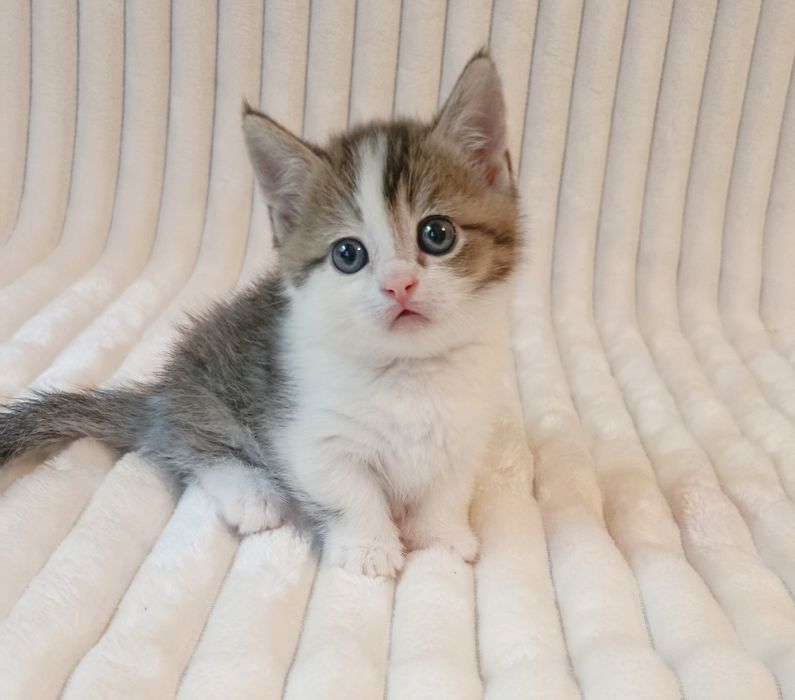 Продается котенок, Манчкин, мальчик