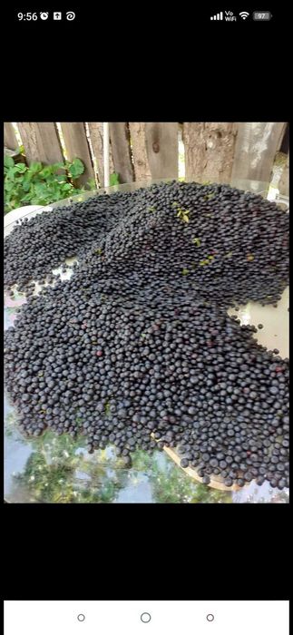 Vand afine de padure pret 25 kg