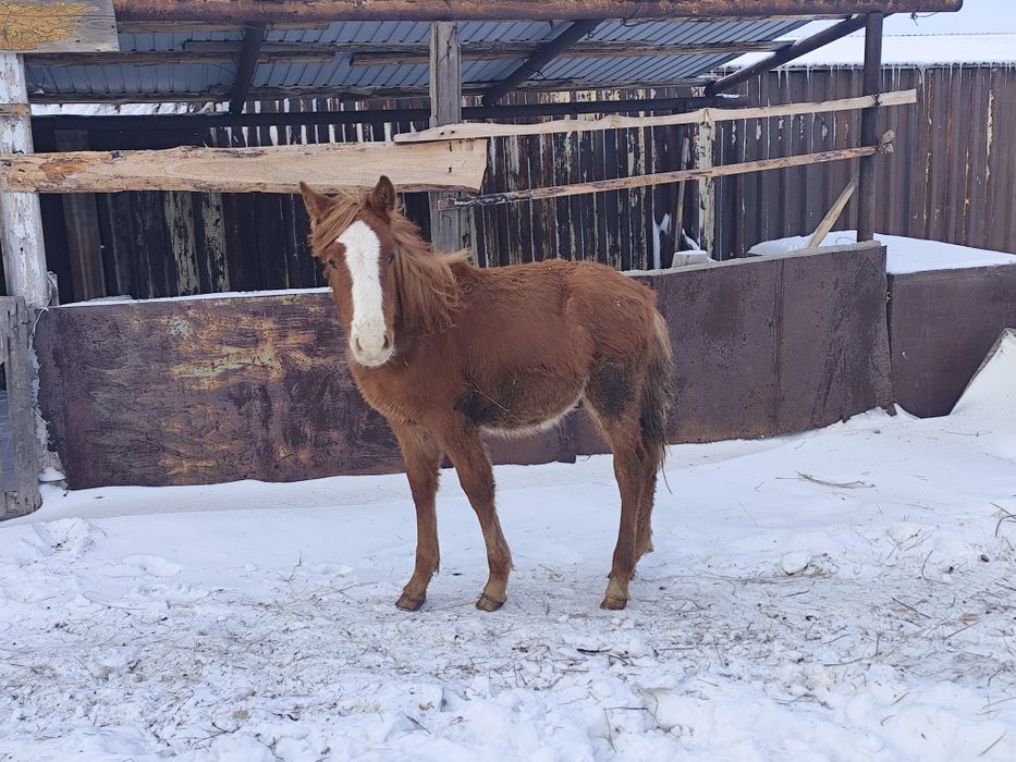 Продам жеребчик 8 Месяцев