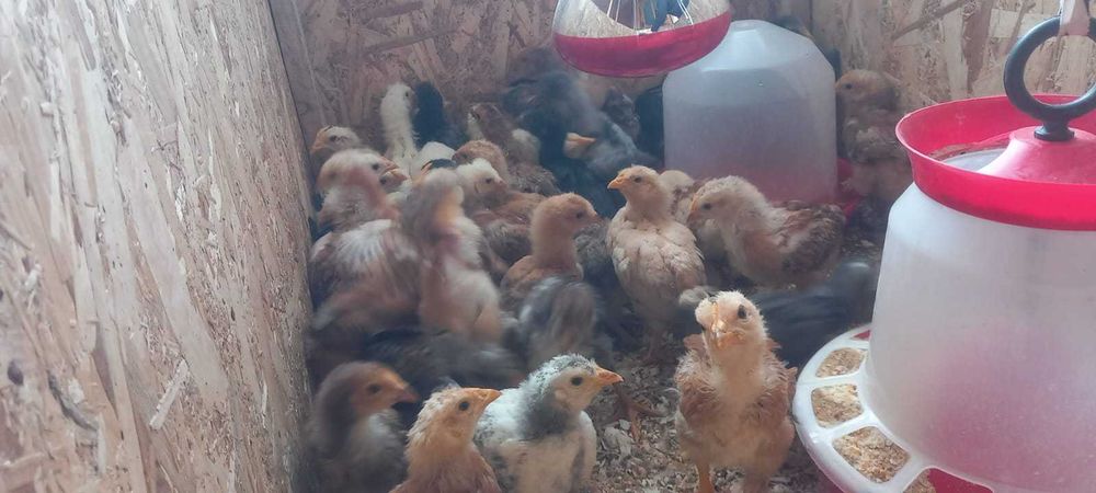 Pui țărănești crescuti natural – preț bun + livrare gratuită