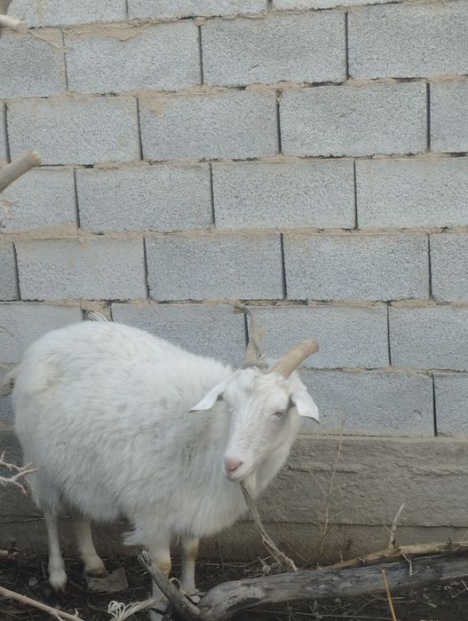 2 - Ешкі сатылады