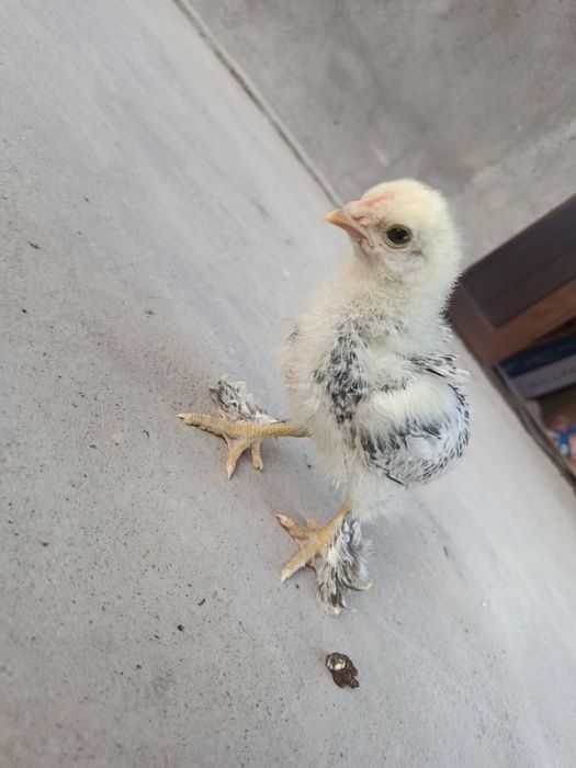 Brama joʻjalar sotiladi