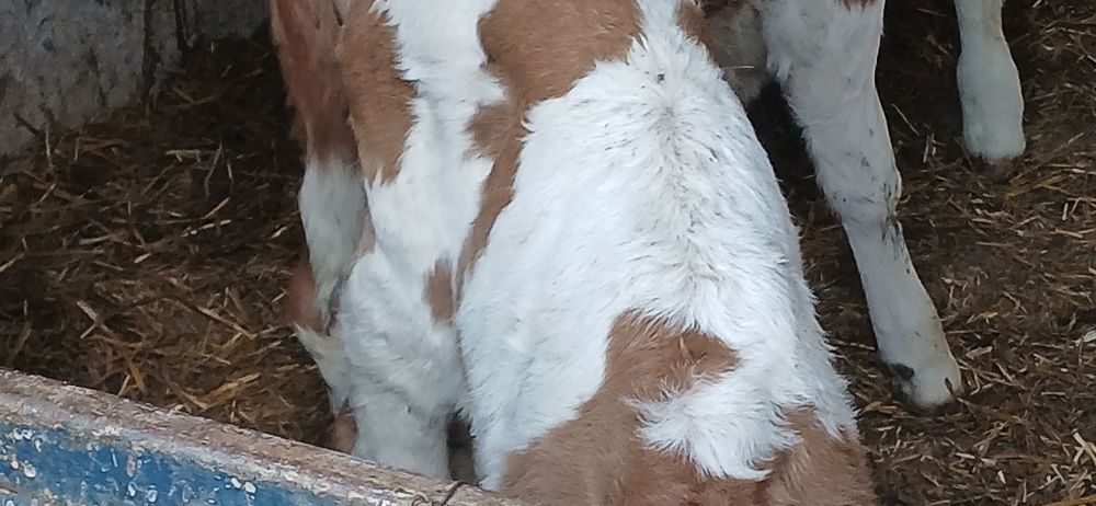 Vitei taurasi si vitele baltata si belgian angus