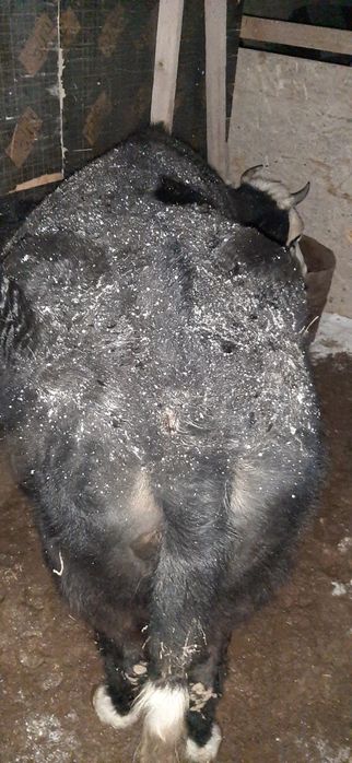 Буаз сыйыр сатылады