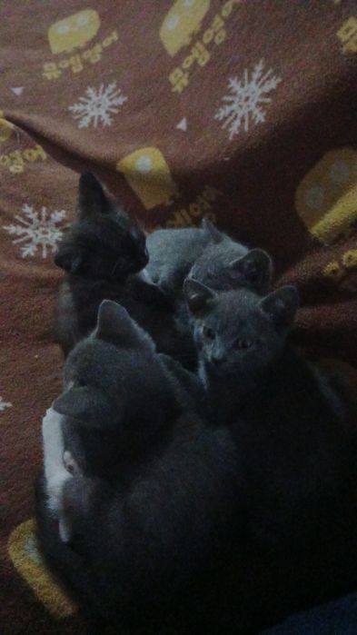 Котята британский