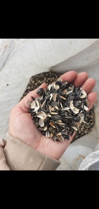 Шемішкенің қабығы (лузга подсолнечника)