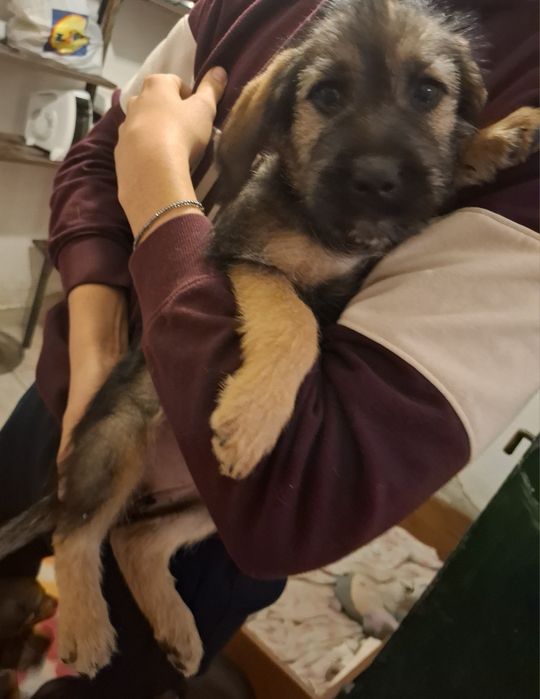 9 малки кученца търсейки си нов дом