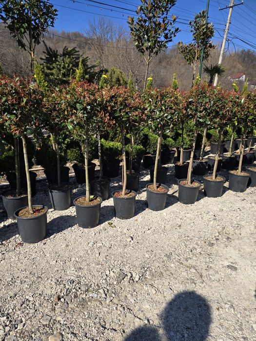 Dafin  Palmier pon-pon