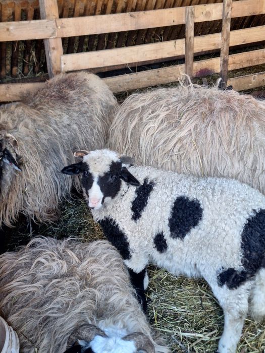 Berbecuț brez de vânzare