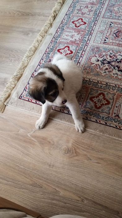 Породистая собака